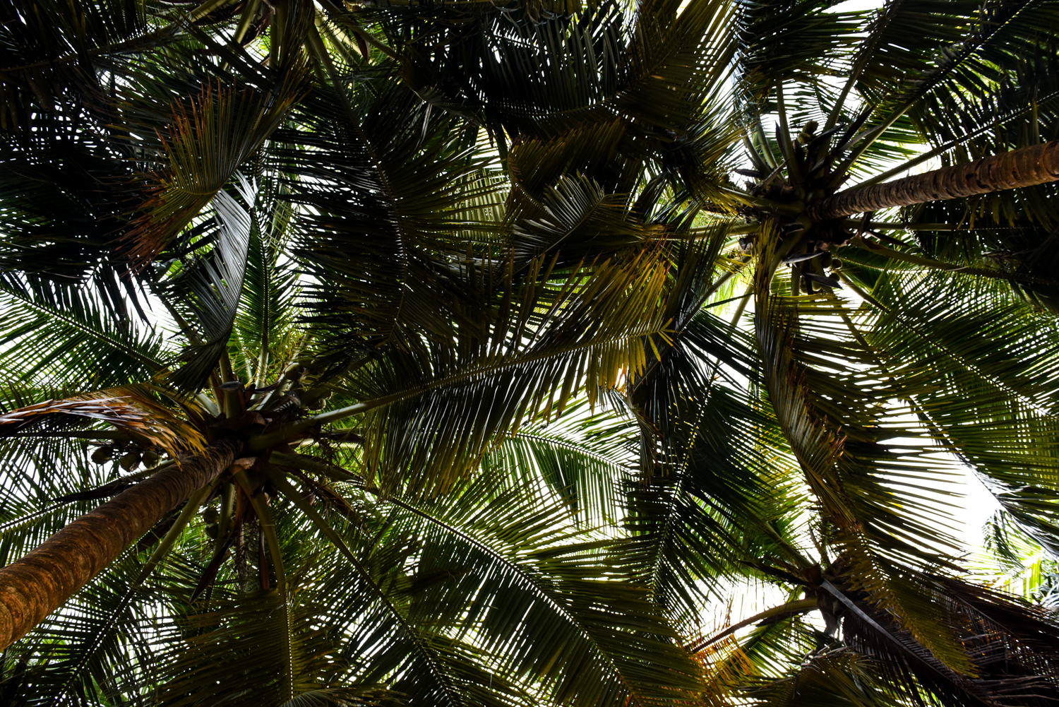 Palm Shade